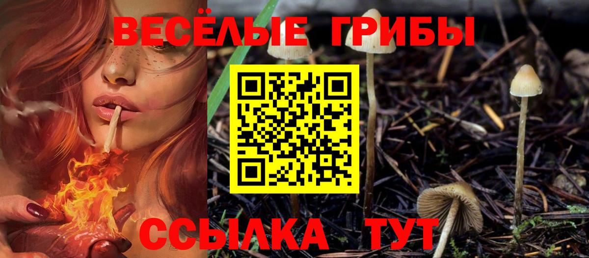 Острогожск  закладка  Вход с VPN  Псилоцибиновые грибы Cubensis 